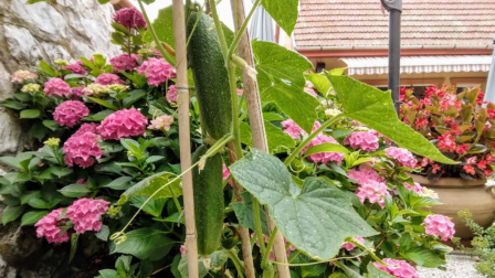 Uborka a veteményesben: vessük vagy ültessük? – Gyakori kérdések